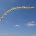 French Oat-Grass - Photo (c) יאיר אור, some rights reserved (CC BY-NC-SA), uploaded by יאיר אור