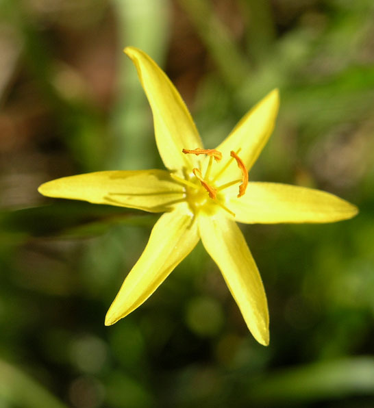 Sisyrinchium longipes