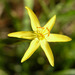 Sisyrinchium longipes - Photo (c) Steve Ganley, μερικά δικαιώματα διατηρούνται (CC BY-NC), uploaded by Steve Ganley