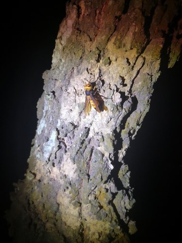 Southern Giant Hornet