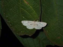 Geometridae