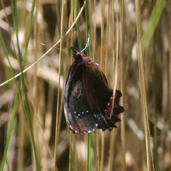 Gyrocheilus patrobas patrobas