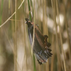 Gyrocheilus patrobas patrobas