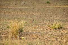 Burhinus indicus