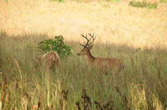 Rucervus duvaucelii