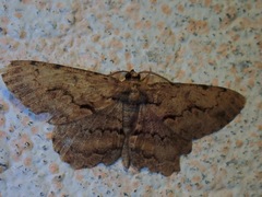 Geometridae