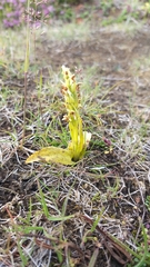 Platanthera hyperborea