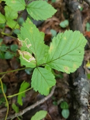 Stigmella villosella