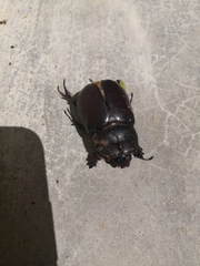 Oryctes nasicornis