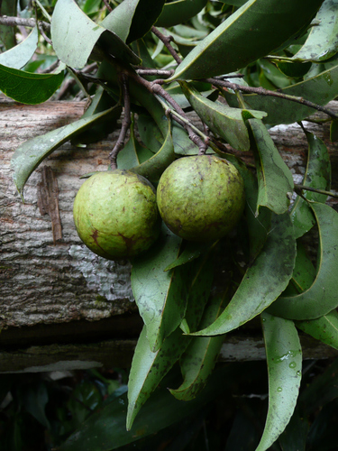 Bitter Bark Tree (Sacoglottis gabonensis)