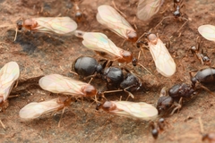 Pheidole nodus