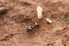 Pheidole nodus