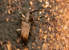 Acalolepta formosana