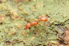 Tetramorium nipponense