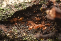 Tetramorium nipponense