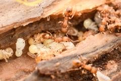 Tetramorium nipponense