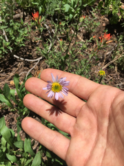 Erigeron glacialis glacialis