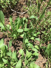 Erigeron glacialis glacialis