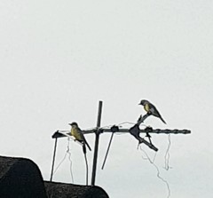 Tyrannus melancholicus