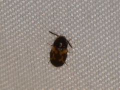 Mycetophagus serrulatus