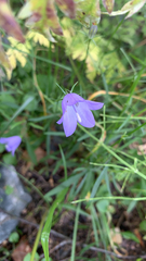 Campanula rotundifolia