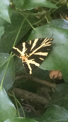 Euplagia quadripunctaria