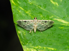 Rhimphaliodes macrostigma