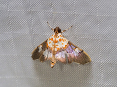 Aetholix flavibasalis