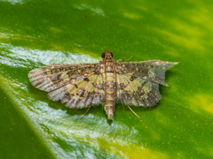 Eurrhyparodes bracteolalis