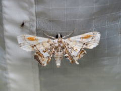 Aeolopetra