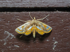 Agassiziella albidivisa