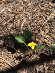 Viola pinetorum