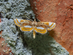 Agassiziella albidivisa