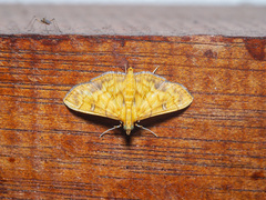 Pyrausta ochracealis
