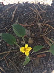 Viola pinetorum