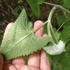 Ageratina deltoidea