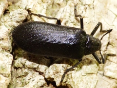 Sandalus niger