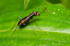 Cylindera