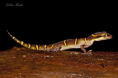 Cyrtodactylus deccanensis