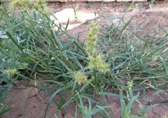 Cenchrus longispinus