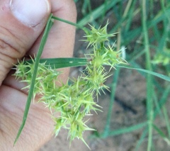 Cenchrus longispinus