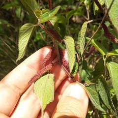 Acalypha mollis