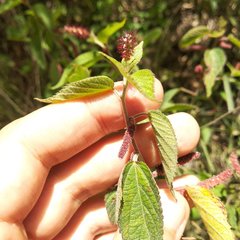 Acalypha mollis