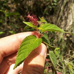 Acalypha mollis