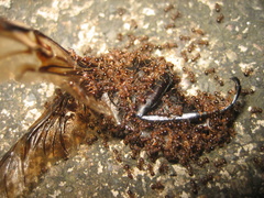 Pristomyrmex punctatus