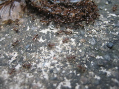 Pristomyrmex punctatus