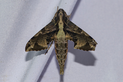 Eupanacra elegantulus