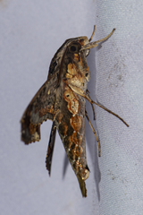 Eupanacra elegantulus