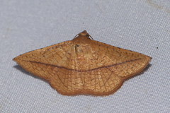Striglina