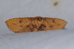 Striglina